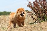 CHOW CHOW 167
